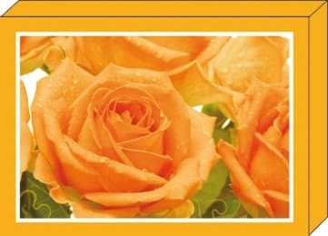 Cover von Grußkarten-Box 'Bunte Rosen'