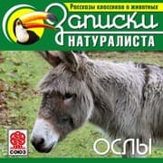 Cover von Osly