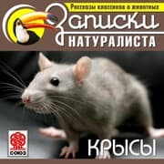 Cover von Krisy