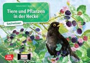 Cover von Tiere und Pflanzen in der Hecke. Kamishibai Bildkartenset