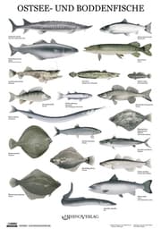 Cover von Ostsee- und Boddenfische - Poster