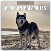 Cover von Alaskan Malamutes - Alaskischer Malamute 2026 - 16-Monatskalender
