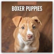 Cover von Boxer Puppies - Deutsche Boxer Welpen 2026 - 16-Monatskalender
