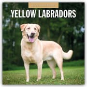 Cover von Yellow Labrador Retrievers - Gelber Labrador Retriever 2026 - 16-Monatskalender