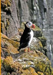 Cover von Die Abenteuer des kleinen PUFFIN