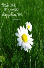 Cover von Blühe da, wo Gott dich hingepflanzt hat.