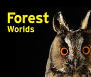 Cover von Forest Worlds