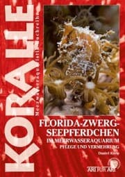 Cover von Florida-Zwergseepferdchen im Meerwasseraquarium
