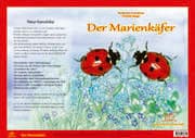 Cover von Natur-Kamishibai / Natur-Kamishibai - Der Marienkäfere