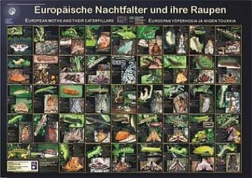 Cover von Europäische Nachtfalter und ihre Raupen