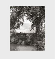 Cover von Cottonwoods