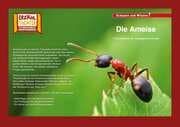 Cover von Die Ameise / Kamishibai Bildkarten