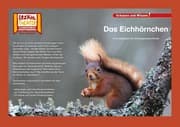 Cover von Das Eichhörnchen / Kamishibai Bildkarten