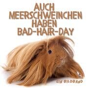Cover von Auch Meerschweinchen haben Bad-Hair-Day