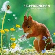 Cover von Eichhörnchen/Squirrels 2027